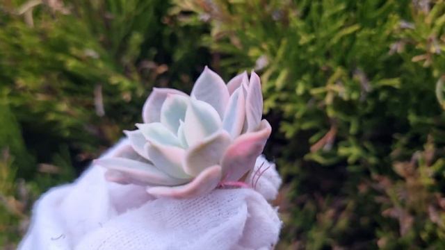 Echeveria Pink Vera variegated смотреть онлайн