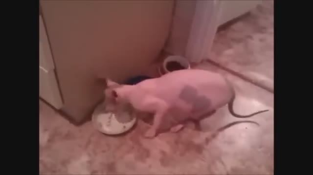 Говорящие животные_смех до слез_смотреть до конца ЧАСТЬ 1 смотреть онлайн