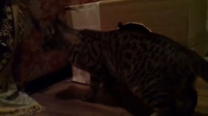 Коты шкода