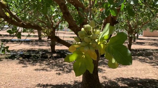 Фисташка - технологии выращивания фисташки в Калифорнии. Видео из сада которому 35 лет.