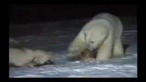 Собака нападает на белого медведя!!