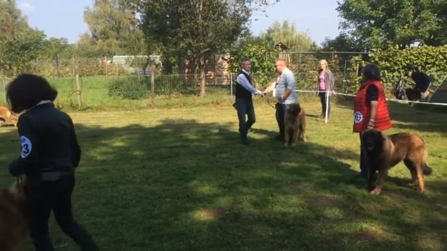 Леонбергеры Амулет Успеха на Специальной выставке в Леонберге