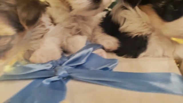 Бивер йорки. смотреть онлайн