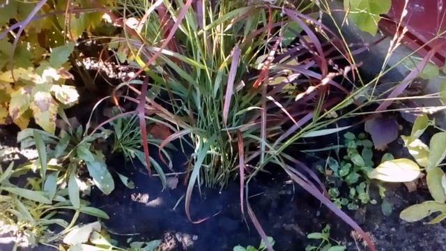 Новая красота.Просо прутьевидное. #panicum #virgatum #shenandoah смотреть онлайн