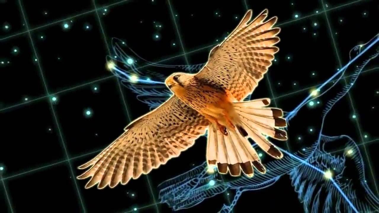 ✨СОЗВЕЗДИЕ ФИНИСТА ✨КУДА ЗОВЕТ КРОВЬ