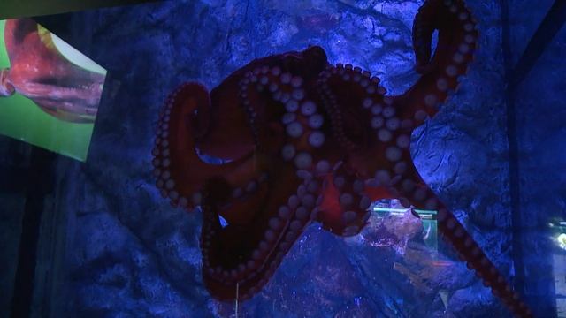 «Минута науки»: морские обитатели и вирус бешенства смотреть онлайн