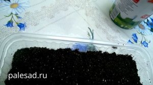 Прострел-посев семян.