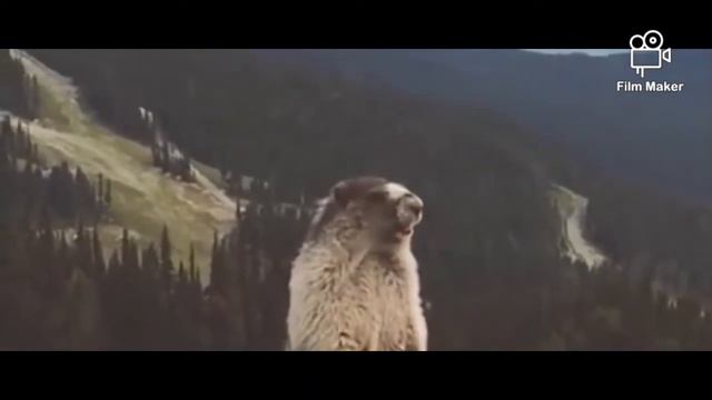 когда задали переписеть. Корова, бык.😆😆😆😆 смотреть онлайн