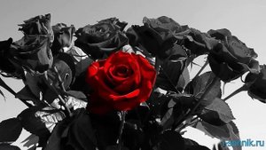 Черная роза - толкование сонника