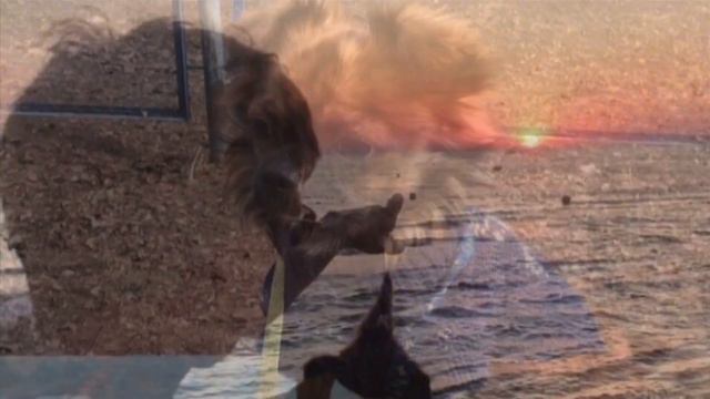 ЧИХУАХУА РИЧАРД. ДАВАЙТЕ ЗНАКОМИТЬСЯ смотреть онлайн