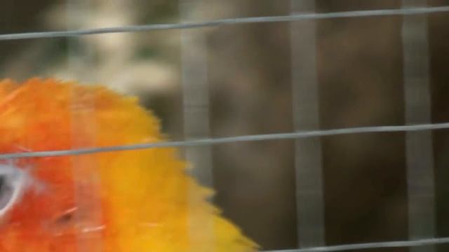 SONY HDR-SR10E смотреть онлайн