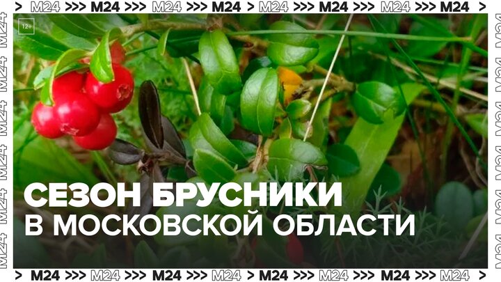 Сезон брусники начался в Московской области - Москва 24