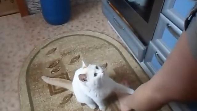 КотЭ просит еды смотреть онлайн