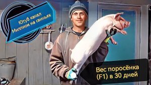 Вес месячного поросёнка гибрида F1! Забрали поросят на откорм!