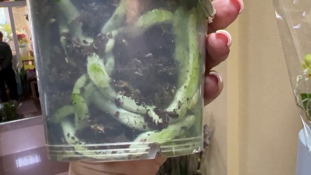 Грандиозное поступление сортовых орхидей в Экофлору. Лиодоро, Бронзовый Будда, Эвелина, Горизонт .. смотреть онлайн