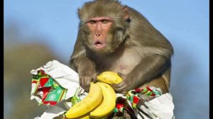 Манго-Манго - На Север Привезли Бананы