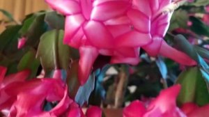 Как ухаживать за,,ДЕКАБРИСТОМ,,чтобы он пышно цвёл?