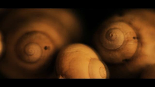 Тест объектива Юпитер-8 50 mm f/ 2 . Макро. смотреть онлайн