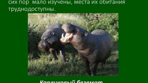 охрана животных