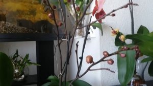 Орхидеи-деревья)))