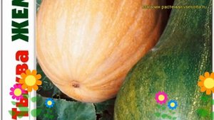 Тыква мускатная Жемчужина. Краткий обзор, описание характеристик cucurbita pepo Zhemchuzhina