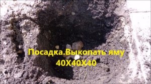 Посадка  розы Остина