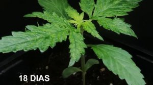 CRITICAL PURPLE DE GEASEEDS CON ABONOS PRO-XL. MASTER SEEDS CUP 2017