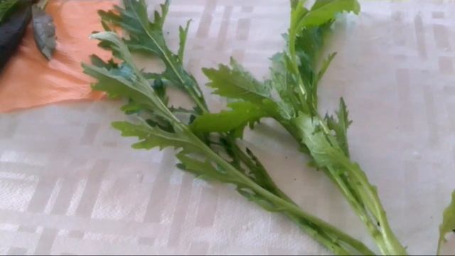 Ранний салат