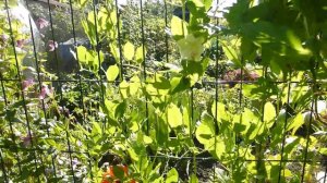 Выращиваю Кобею. Первые опыты. часть 2