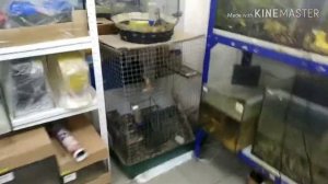 Отдаём хомячков в зоомагазин.Долгожданная посылка.