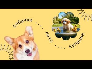 Как приучить собаку к воде на водоёме: Просто и безопасно!