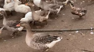 Мои гуси Крупный серый+Линда, 4 месяца.