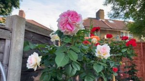 Розы в саду 2023. Обзор розы Amazing Day. Красивая роза в саду. Розовая роза. Розы в горшках.