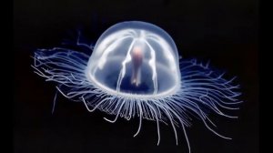 Выпуск 9. Хочу знать. Подводный мир. Глубоководные рыбы, ошибни, глубоководные слизни