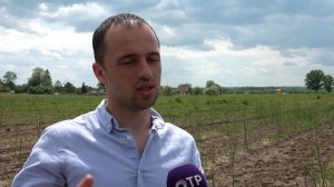 В Калининградской области начали выращивать спаржу в промышленных масштабах