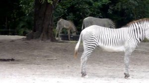 Зебры в зоопарке Майами. Zebras in Miami Zoo