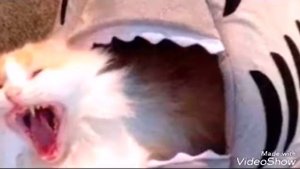 КОТОстрофа