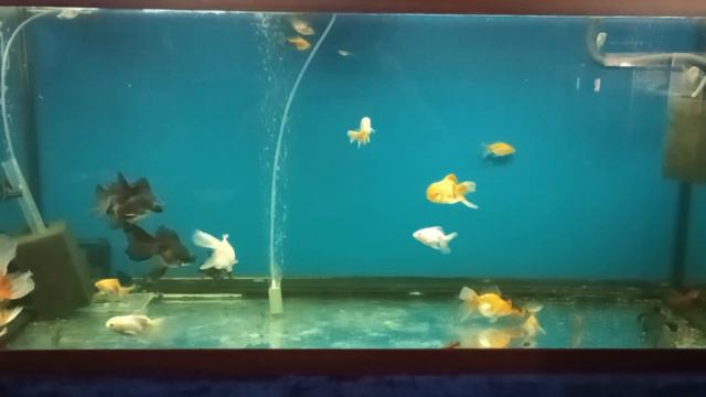 Оранда и Телескоп смотреть онлайн