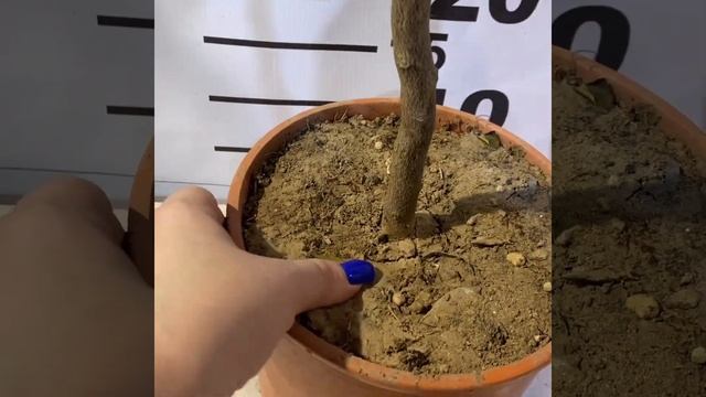 Обзор: кумкваты и их гибриды смотреть онлайн