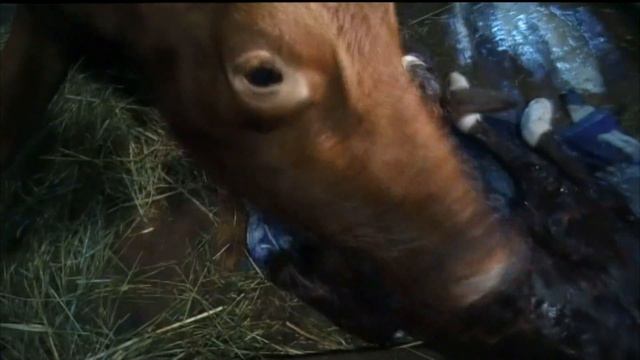 Отел коровы. смотреть онлайн