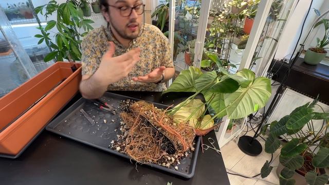 Plant Chores | Philodendron Dean McDowell: Repotting, Propagation & Care смотреть онлайн