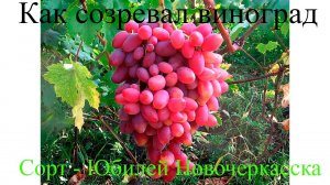 Поэтапное развитие винограда 2022 Юбилей Новочеркасска