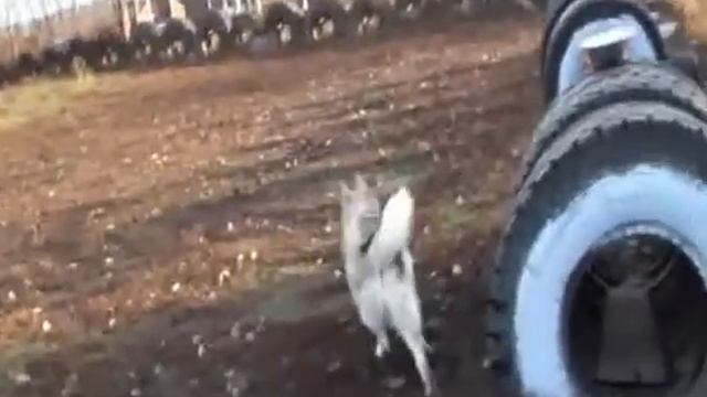 Лайка Дик 5 мес. смотреть онлайн