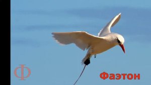 Животные для детей на буквы Ф и Х.