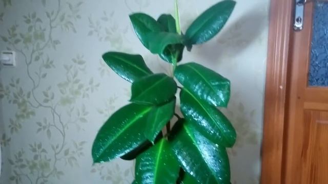 Фикус каучуконосныйй как вызвать ветвление смотреть онлайн