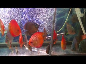 Празиквантел - Празенол для Дискусов.