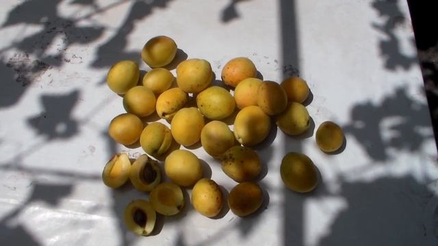 Абрикос Ананасный