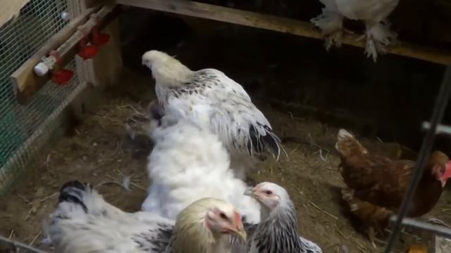Лучшие породы кур для начинающих птицеводов (и не только)