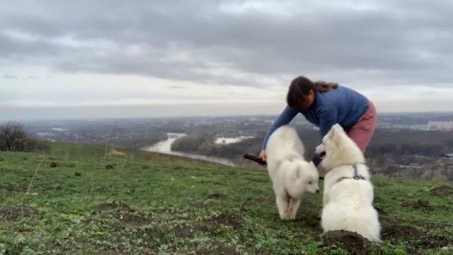 Как научить собаку прыгать в кольцо из рук | дрессировка собак