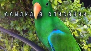 Очень смешные дикие животные. Видео приколы с дикими животными.